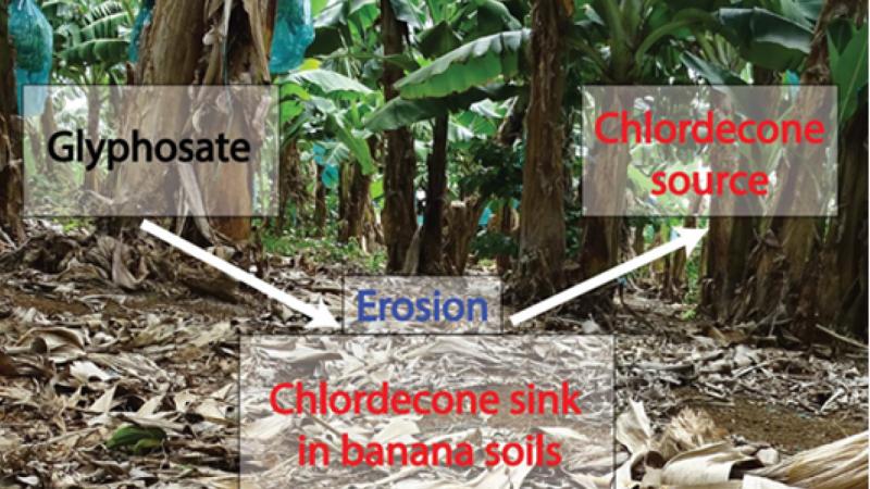 Evidence of Chlordecone Resurrection by Glyphosate in French West Indies