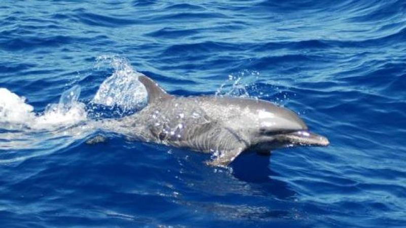Lancement de la campagne d'étude de la mégafaune marine Remmoa dans les Antilles
